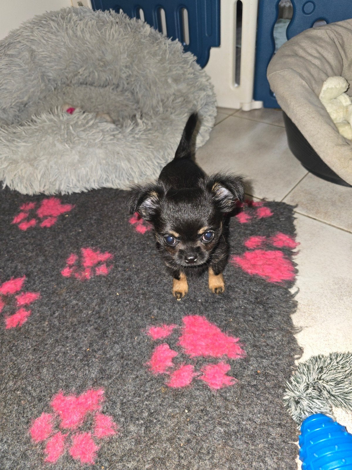 langhaar chihuahua teefje, Dieren en Toebehoren, België, 8 tot 15 weken, Meerdere, Chihuahua