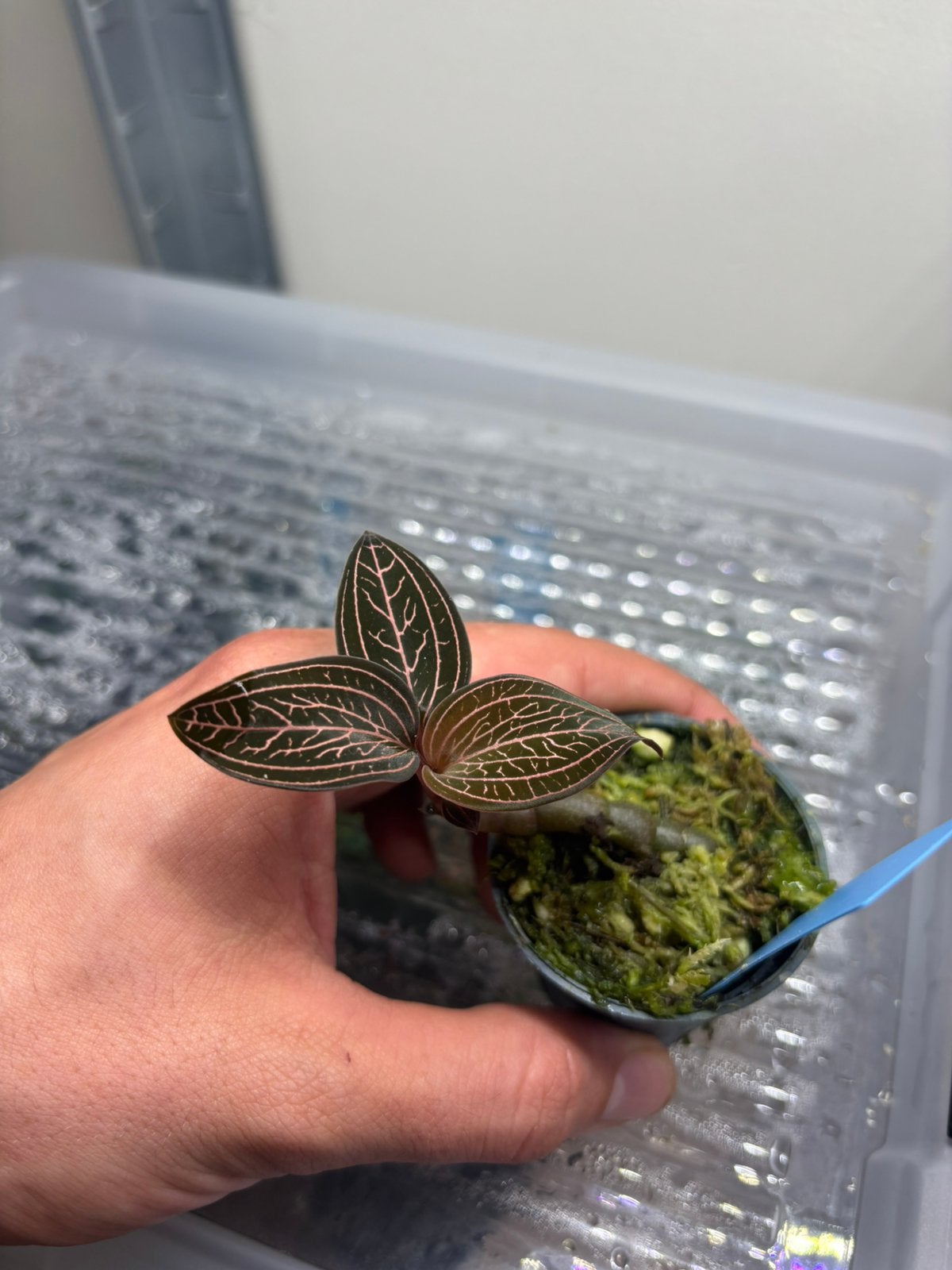 Anoectochilus Spiderman, Enlèvement ou Envoi, Neuf, Branche, Plante, Roche ou Pierre