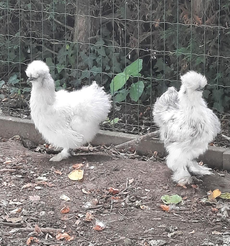 Zijdehoen, Meerdere dieren, Kip