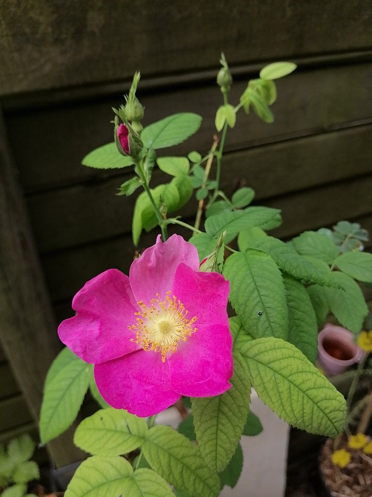 Rosier parfumé fleurs rose foncé, Tuin en Terras, Planten | Tuinplanten, Volle zon, Vaste plant, Zomer, Ophalen