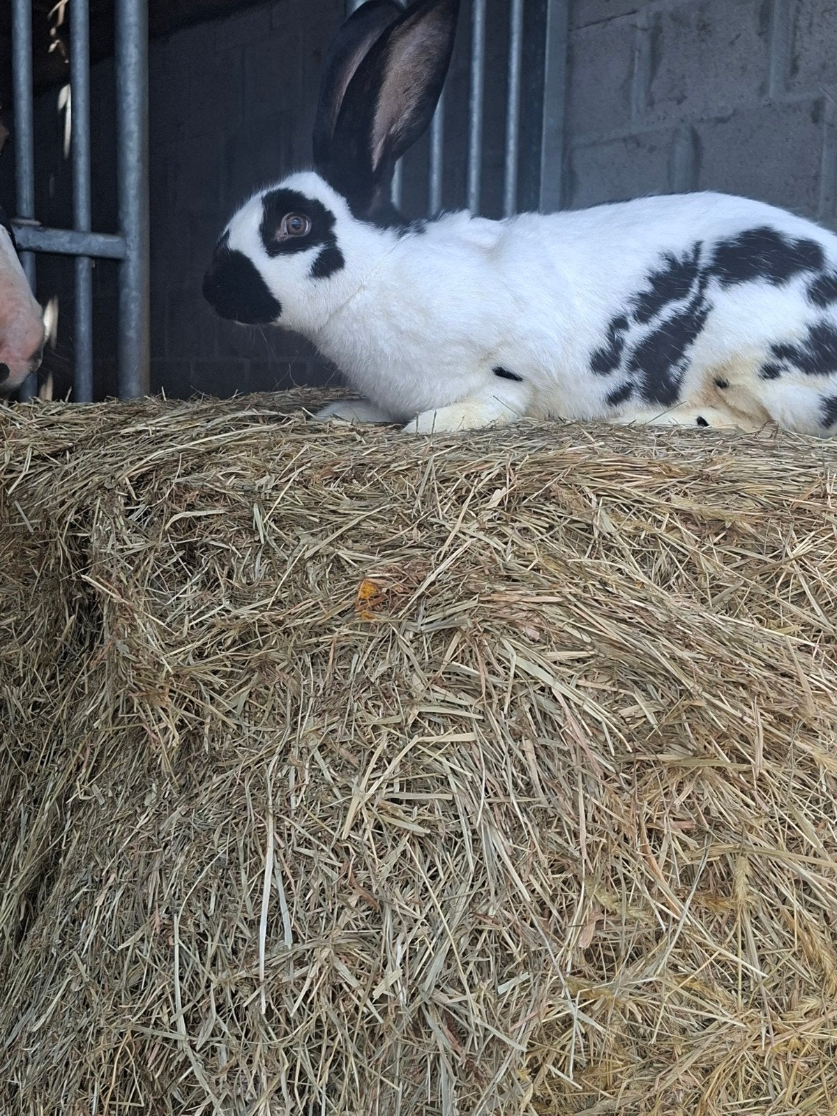 reuzenvlinder voedster, Dieren en Toebehoren, Konijnen, Vrouwelijk, Groot, 0 tot 2 jaar