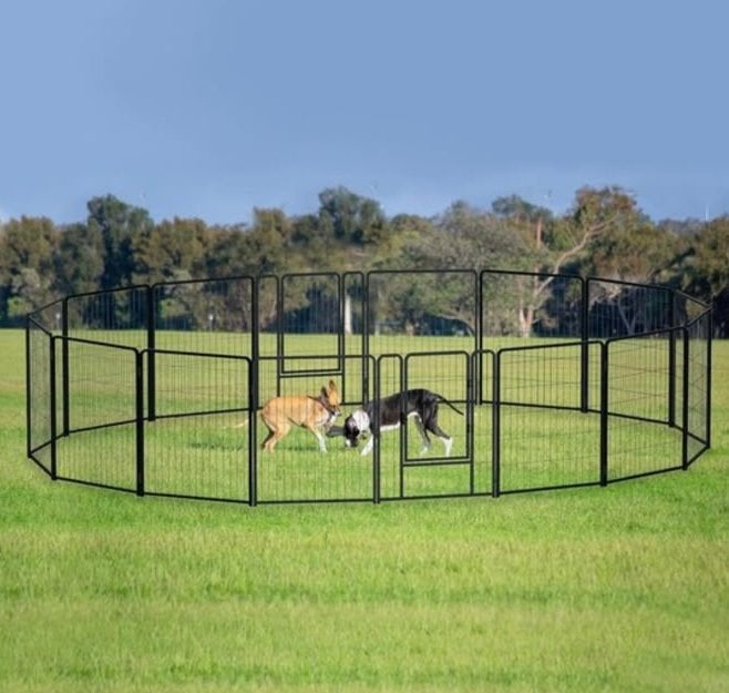 Course à chiens