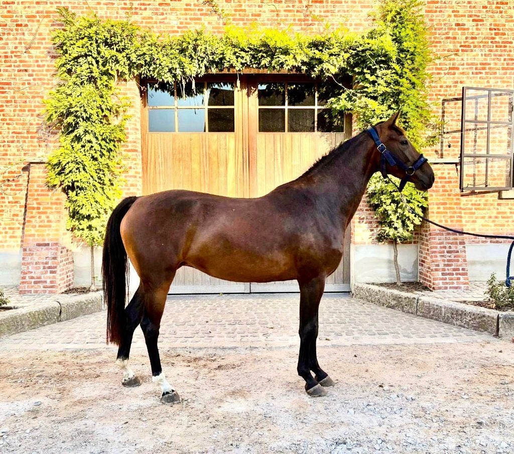 3-jarige merrie uit goede moederlijn, Animaux & Accessoires, Jument, Non dressé, Cheval de saut