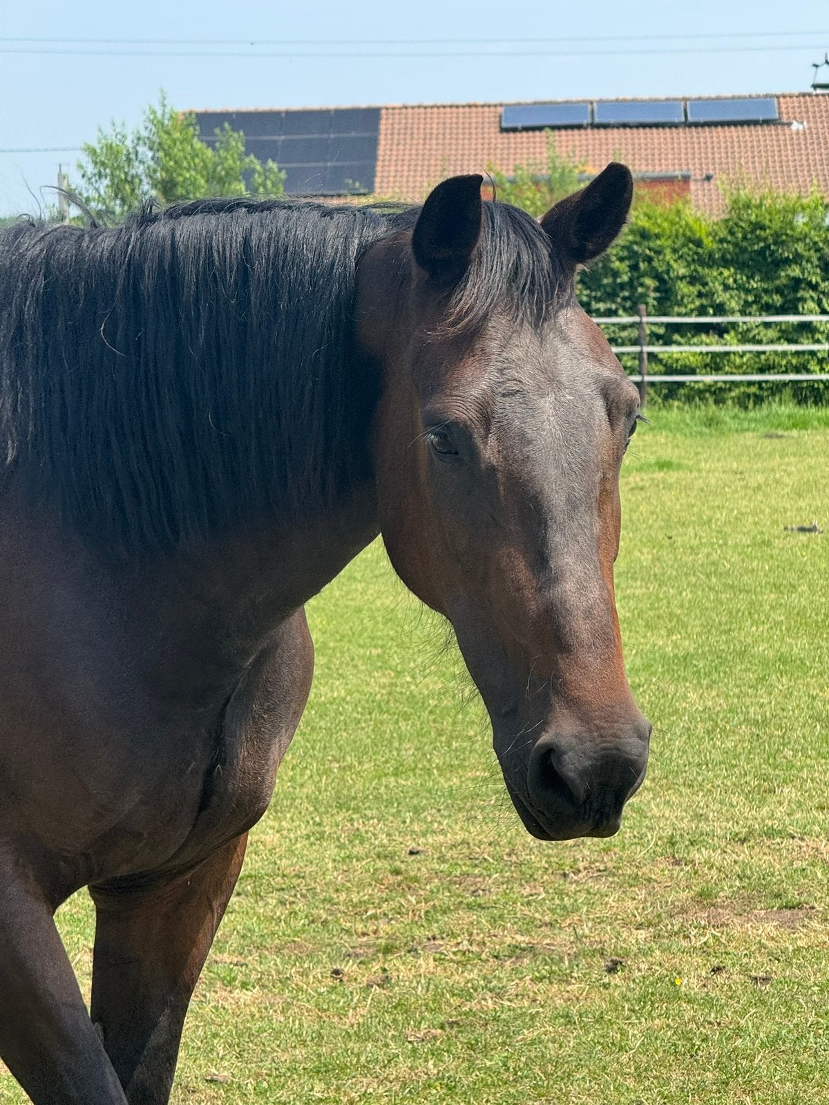 Lieve ruin 6j als gezelschaps- of therapiepaard, Dieren en Toebehoren, Paarden, Ruin, Zadelmak
