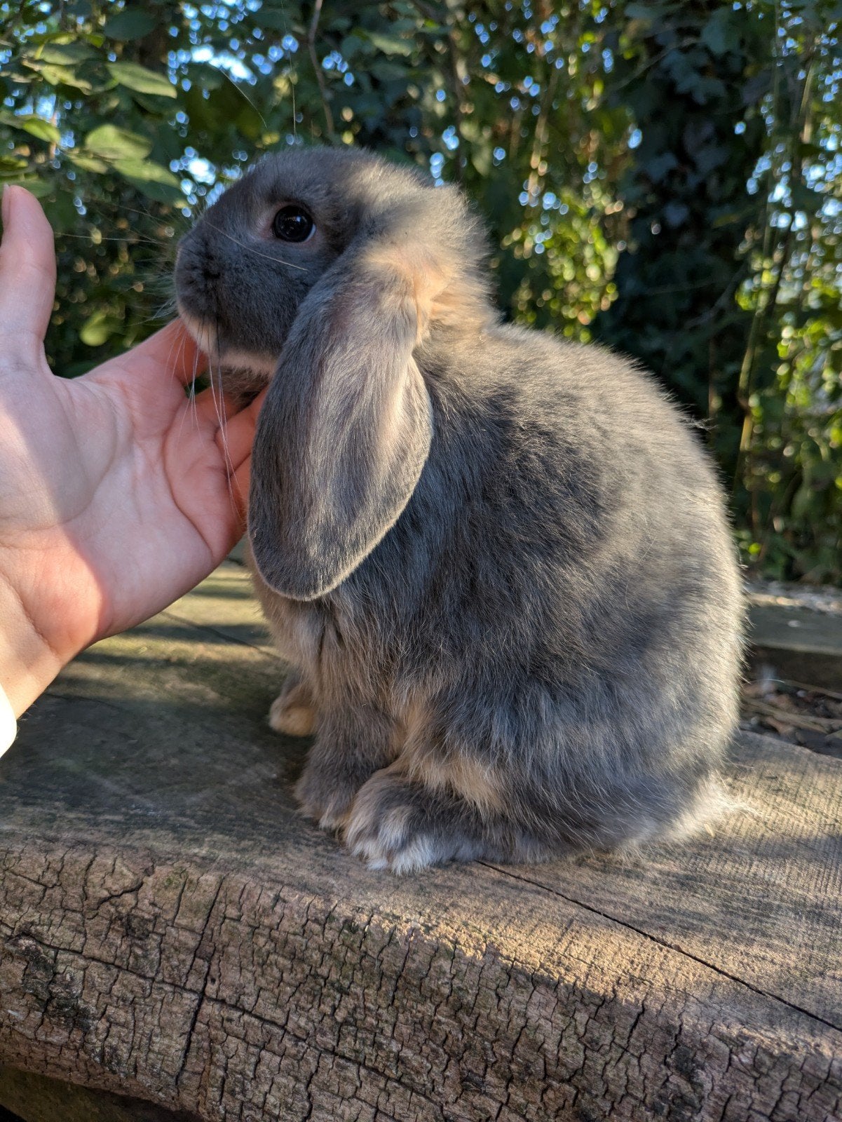 Hangoor konijntje, Dieren en Toebehoren, Konijnen, Mannelijk, Klein, Hangoor, 0 tot 2 jaar