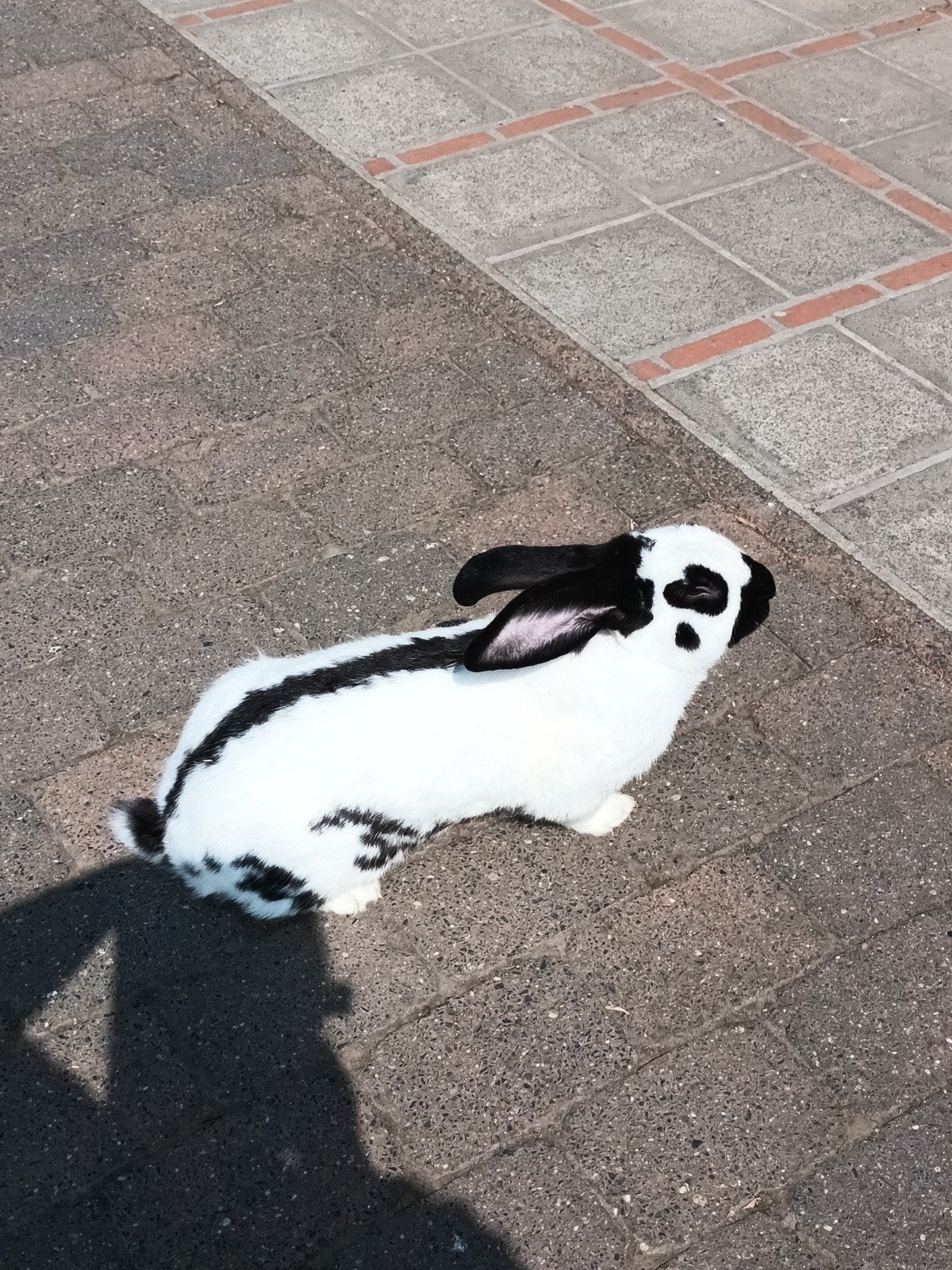 reuze vlinder, Dieren en Toebehoren, Konijnen