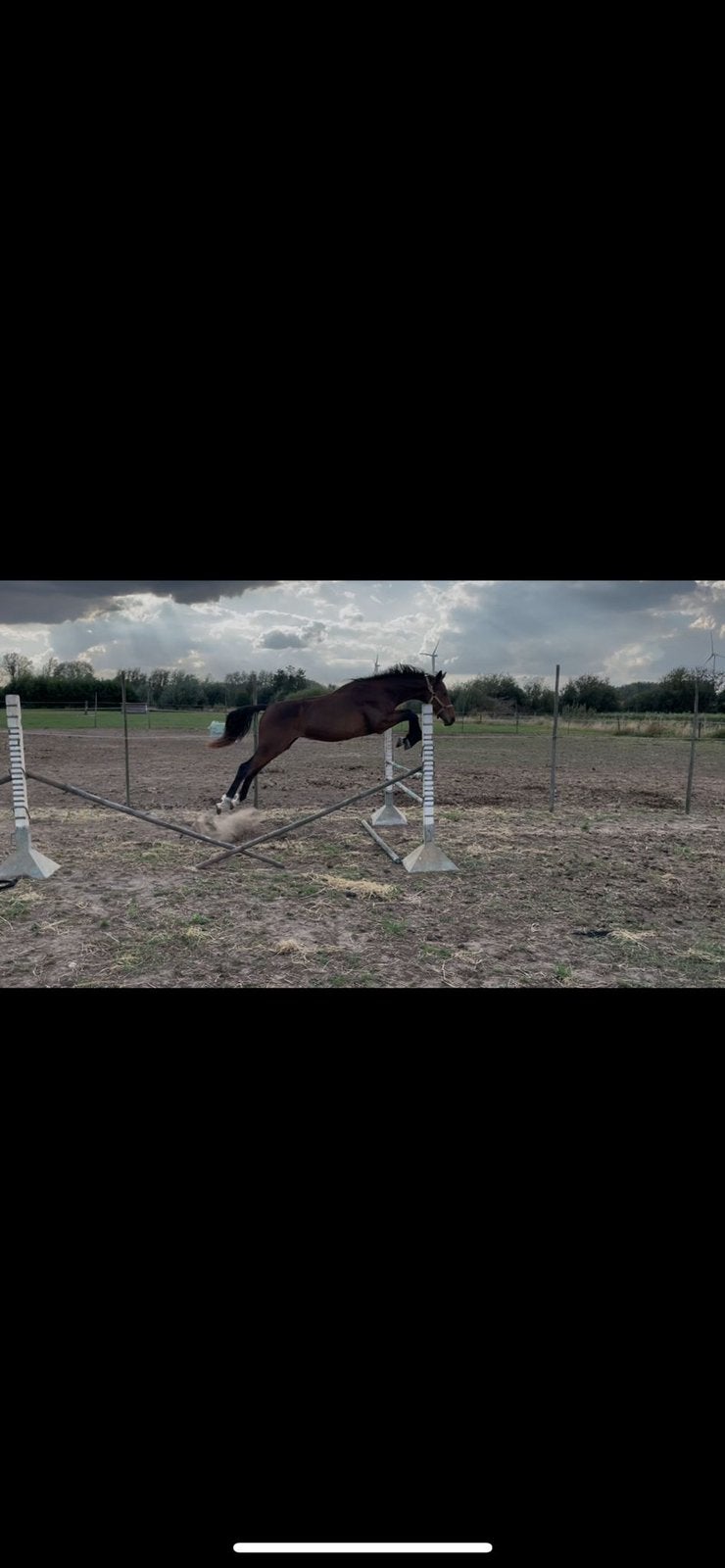 2 jaarse ruin , 6 jarige draagmerrie, Avec pedigree, Hongre, 0 à 2 ans, Non dressé