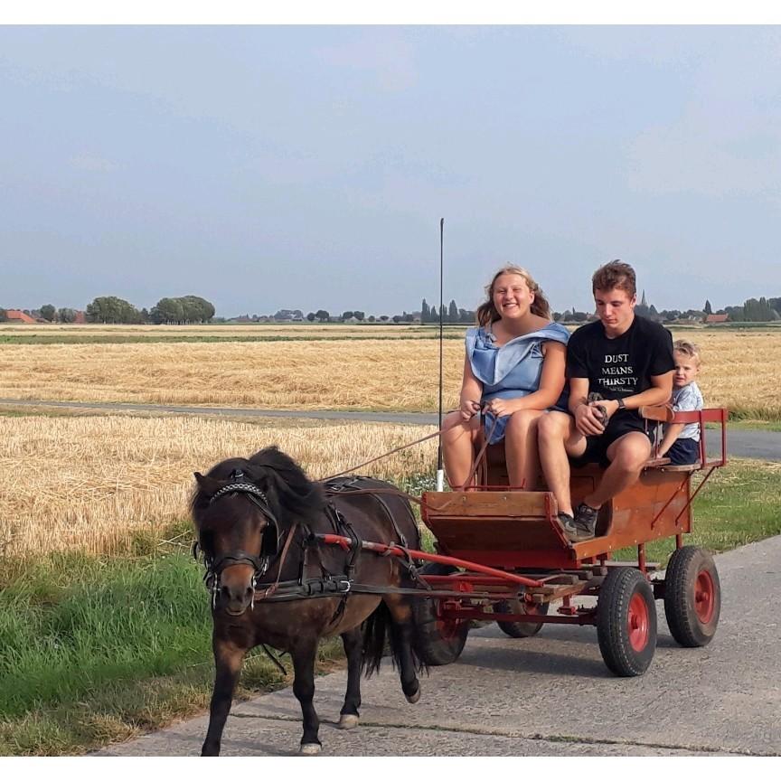 Ponykoets, Dieren en Toebehoren, Paarden en Pony's | Overige Paardenspullen, Ophalen