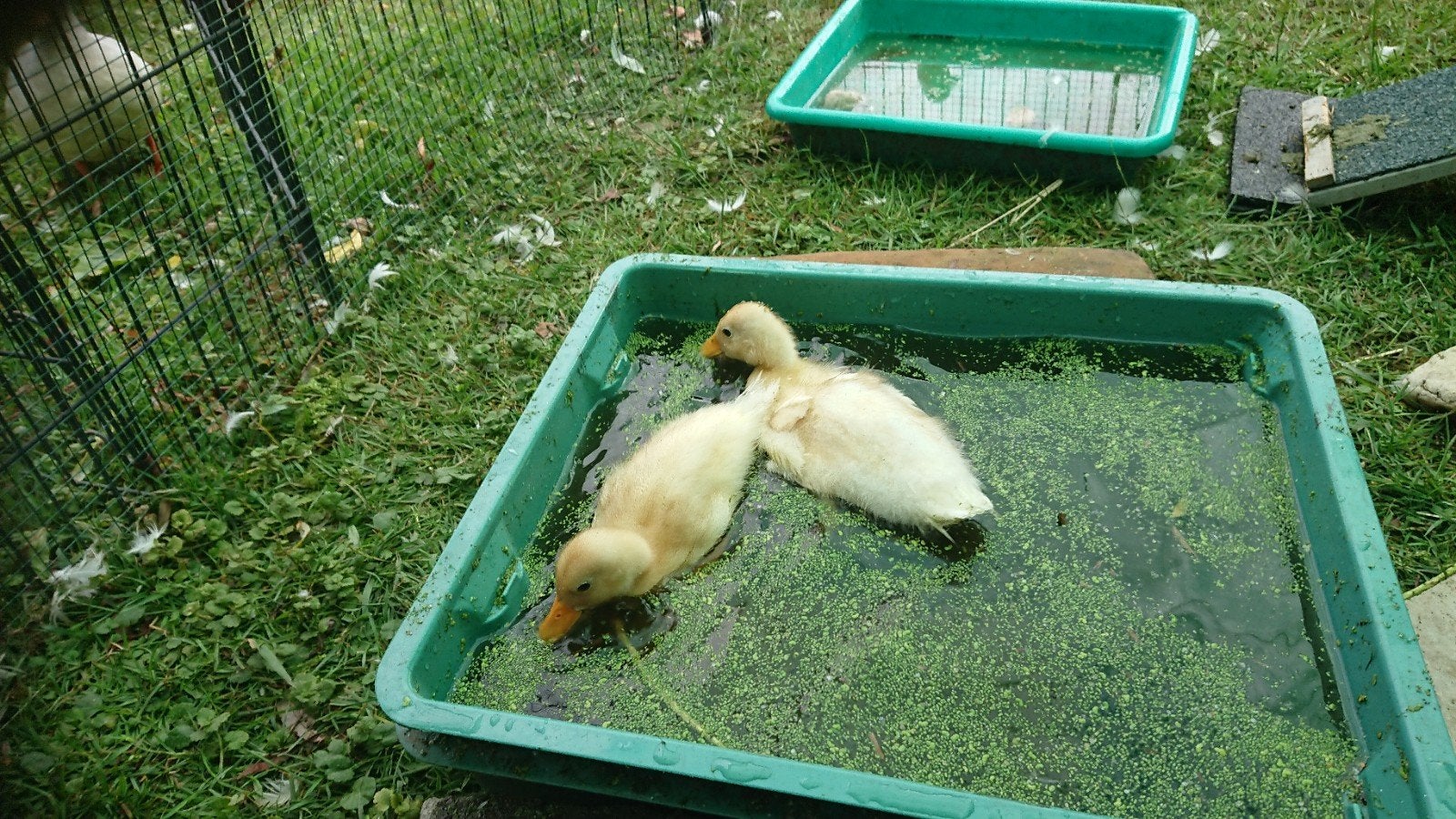 Oud hollands kwakertjed, Dieren en Toebehoren