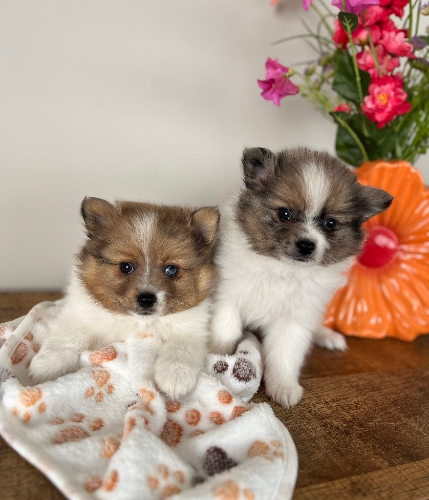 Superbes petits chiots pomériens/nains, Autres races, Plusieurs, Hépatite contagieuse (maladie de Rubarth), Belgique
