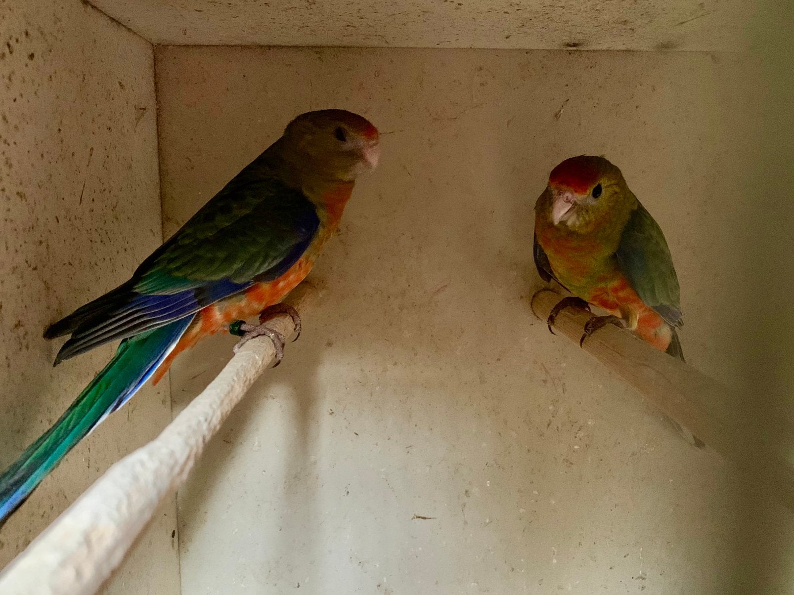 Stanley rosella parkieten