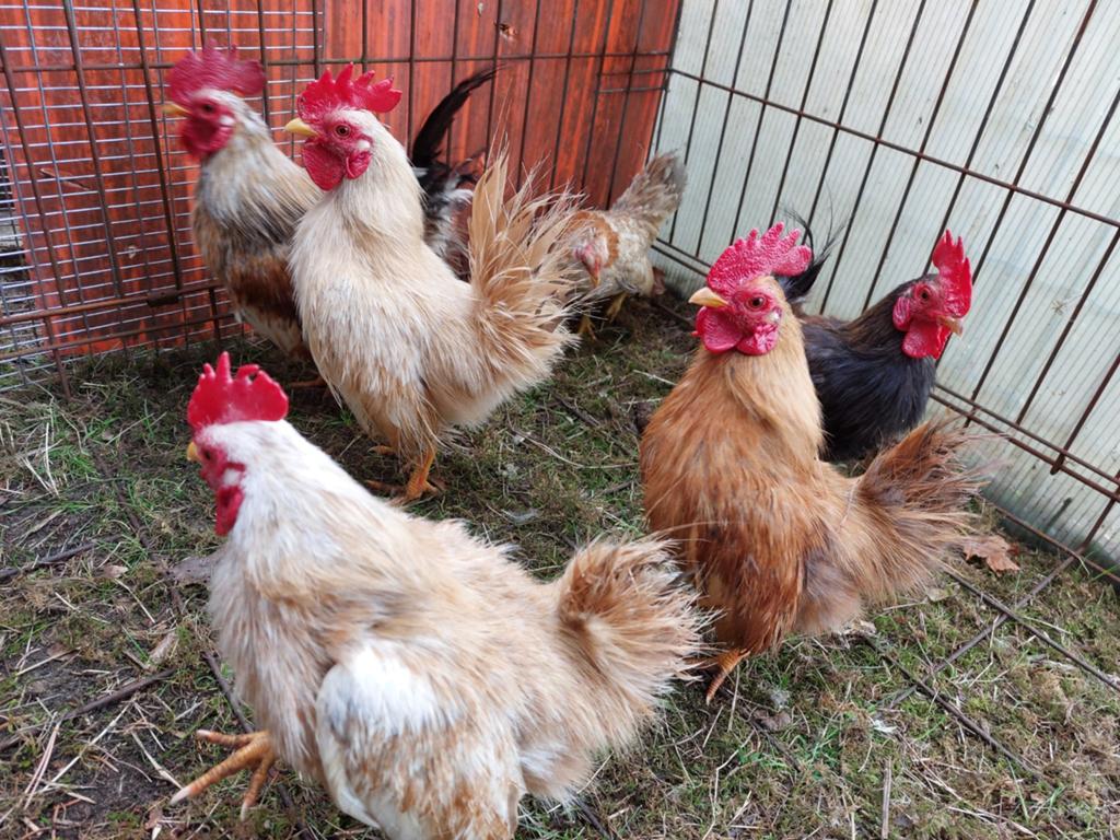 Serama's bruine kleuren van 2025 per koppel of haantje los, Dieren en Toebehoren, Pluimvee