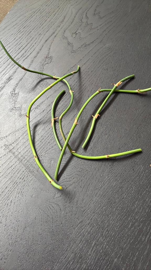 Gratis philodendron dragon tail stengels, Huis en Inrichting, Kamerplanten, Ophalen