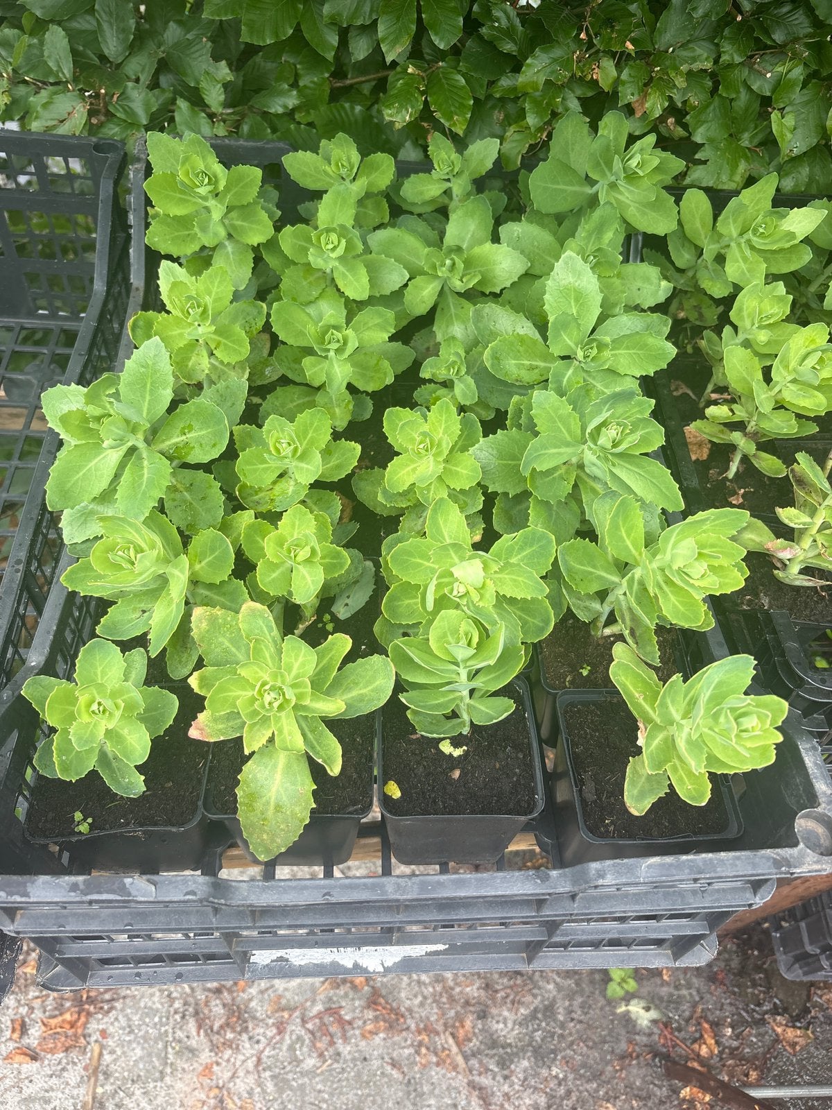 Sedum Hemelsleutel, Tuin en Terras, Planten | Tuinplanten, Vaste plant, Halfschaduw, Herfst, Ophalen