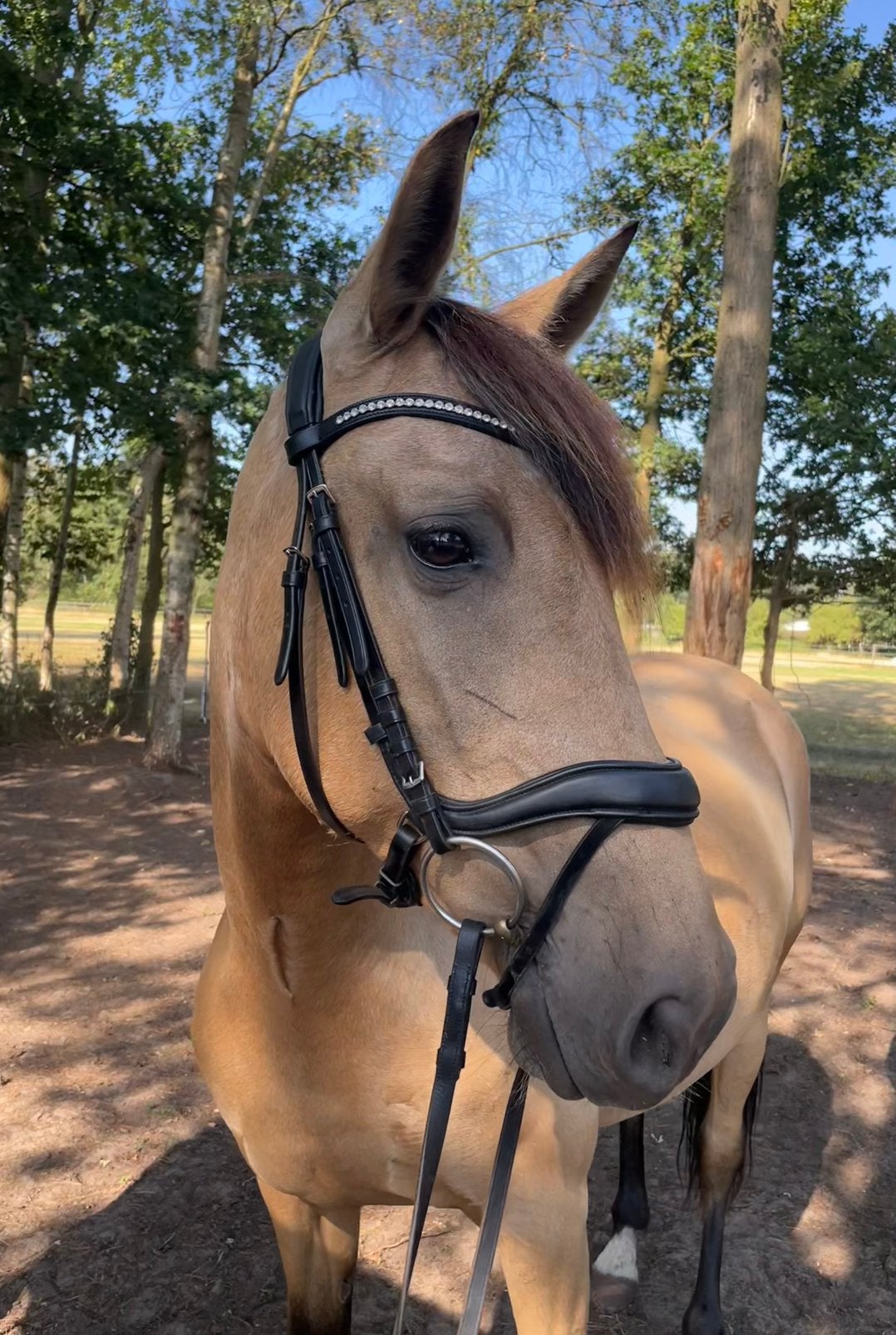 PRE-merrie, Dieren en Toebehoren, Paarden, Merrie, M, Minder dan 160 cm, 7 tot 10 jaar, Dressuurpaard, Met stamboom, Gechipt, Ontwormd
