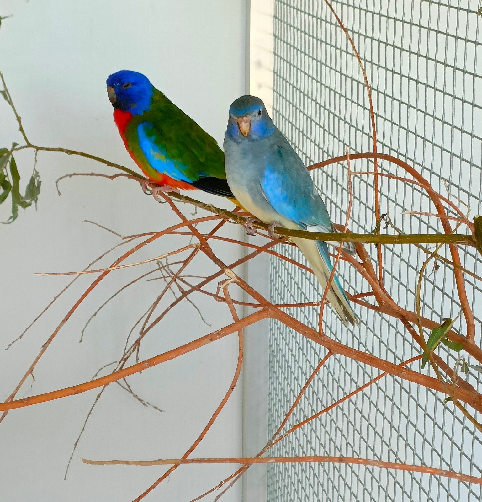 Perruches splendides, Plusieurs animaux, Perruche, Bagué