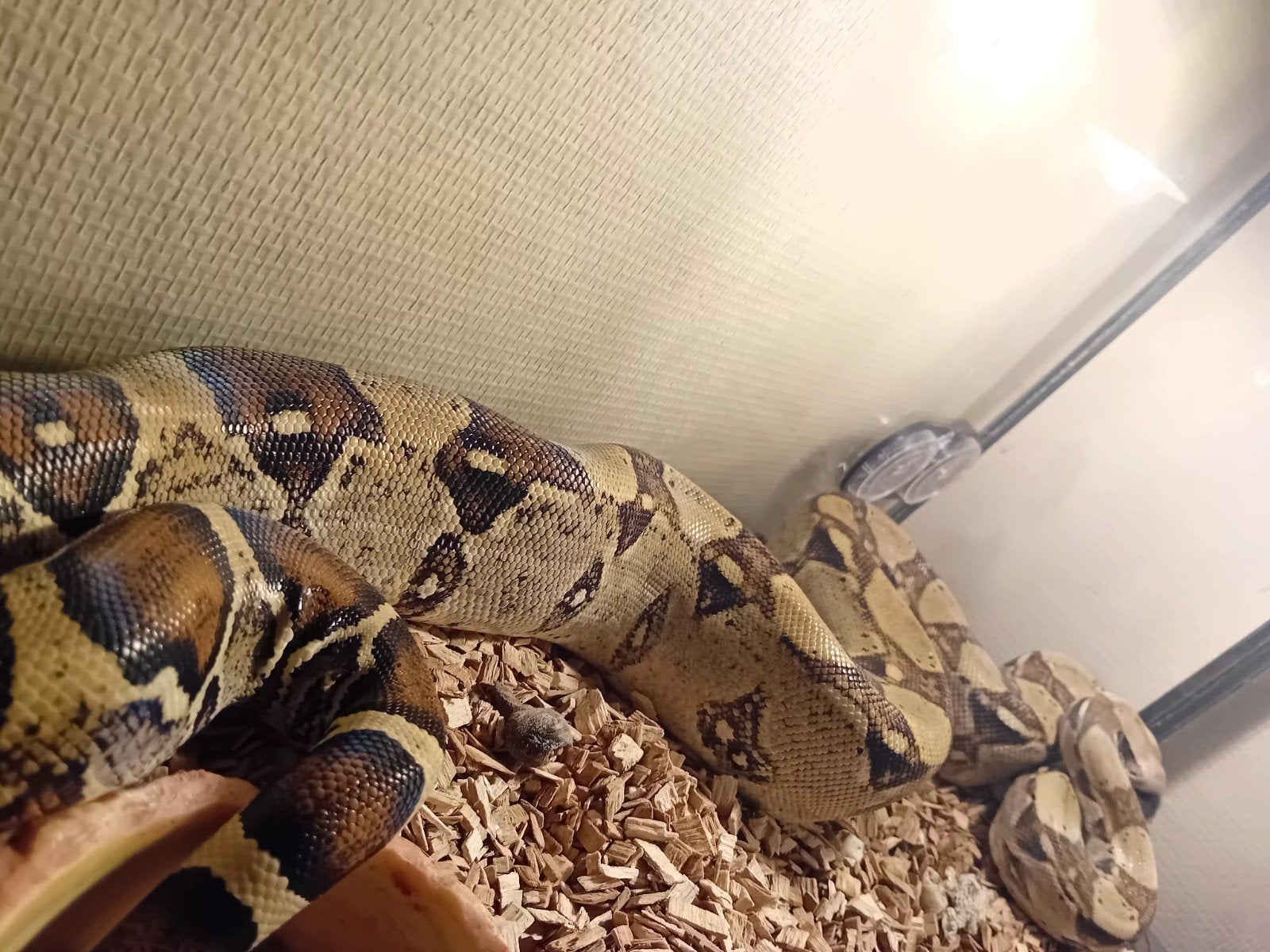 wk het albino het anery, Dieren en Toebehoren, Vogels | Overige Vogels, Mannelijk, Tam
