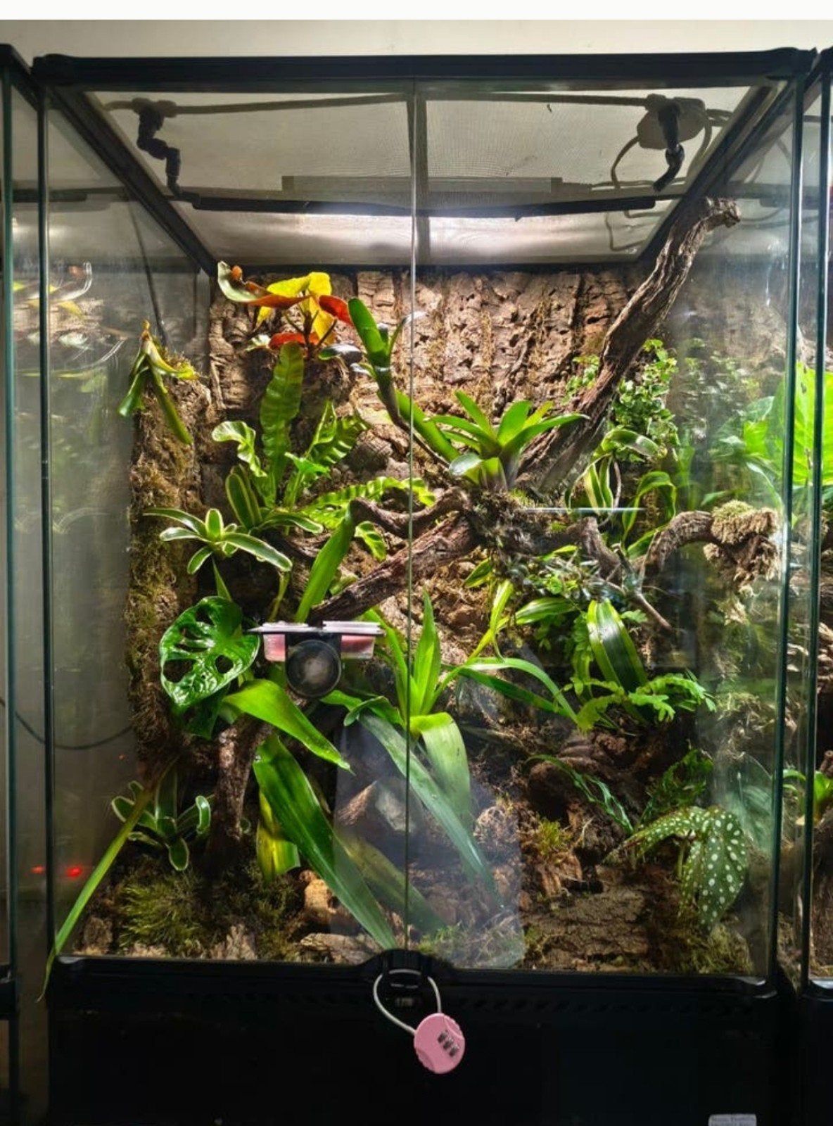 Sublieme Jungle Mood-creatie in een grote ExoTerra 60x45x90, Ophalen, Zo goed als nieuw, Terrarium of Paludarium