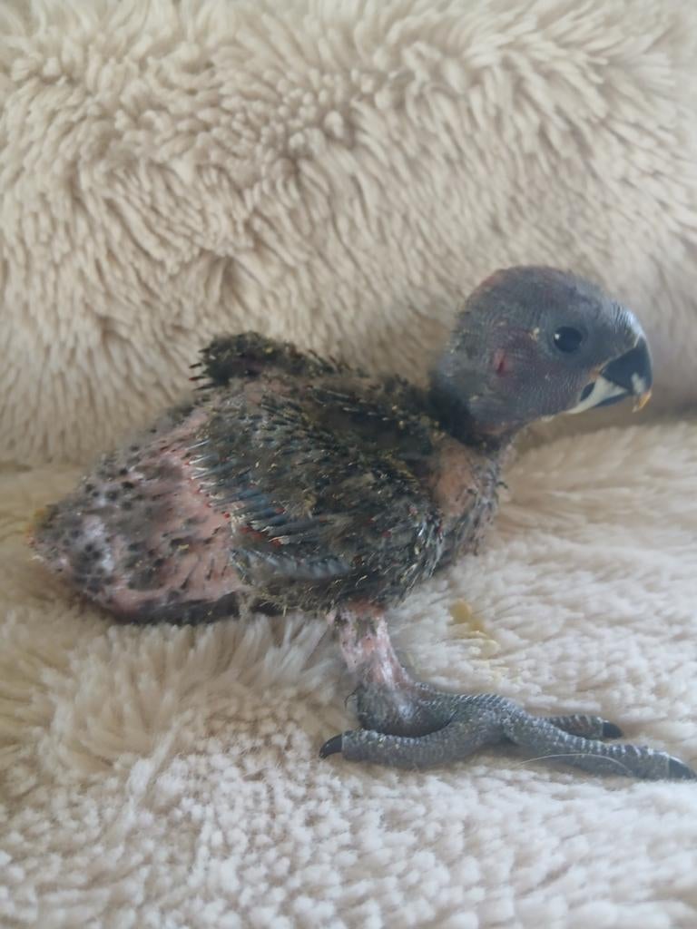 Edelpapegaai voor handopfok, Dieren en Toebehoren, Meerdere dieren, Papegaai, Geringd