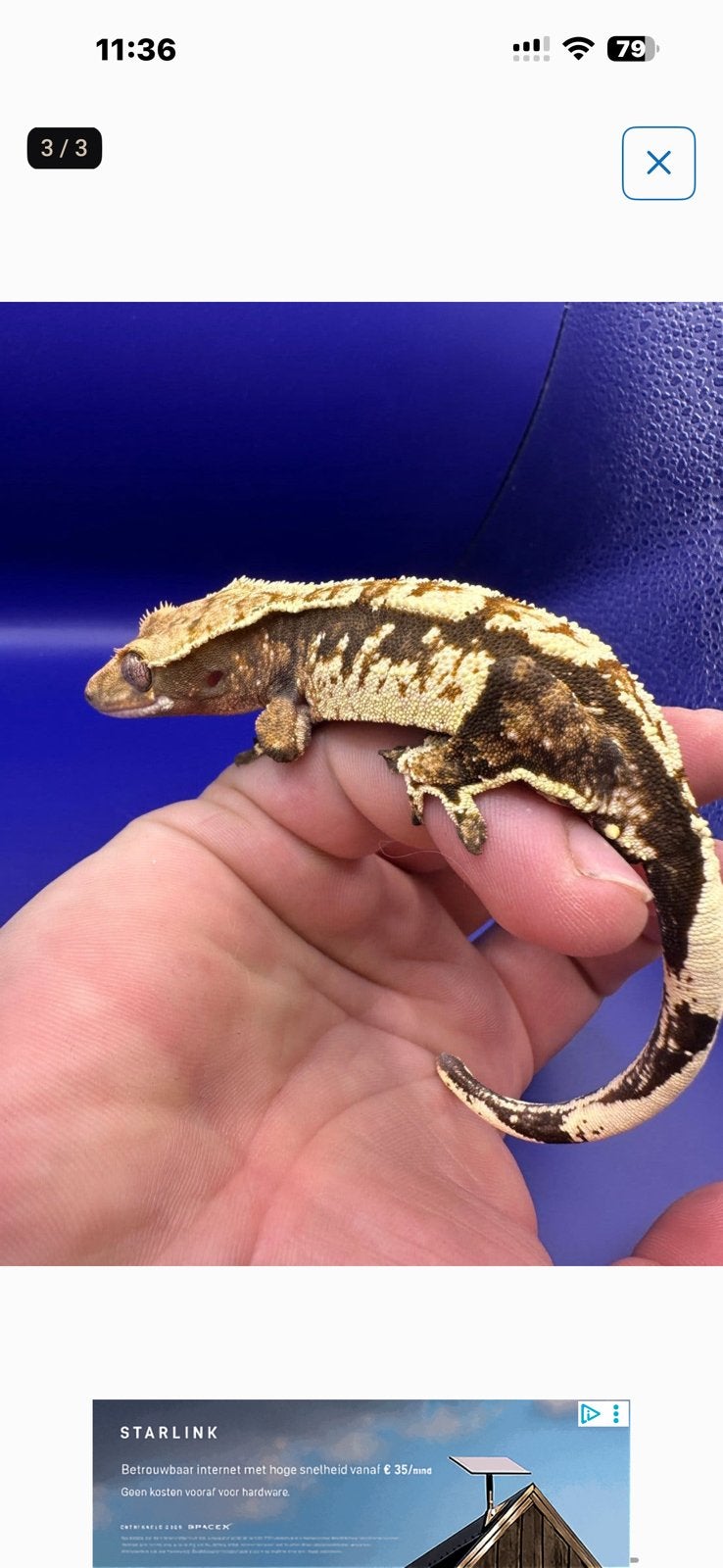 Wimpergecko man tricolor helder wit, Overige soorten, 0 tot 2 jaar