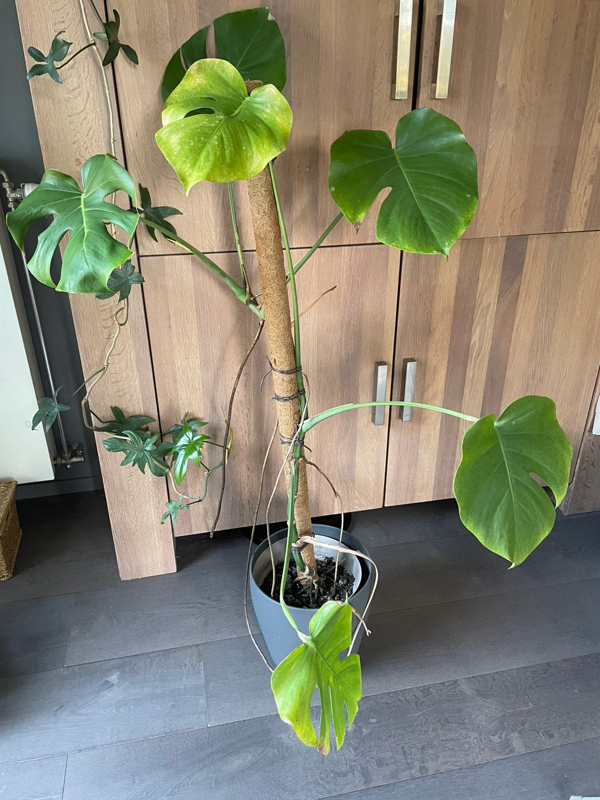 Monstera deliciosa,, Maison & Meubles, Enlèvement
