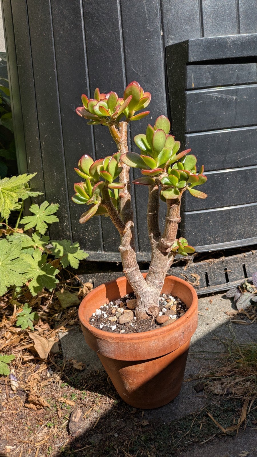 Crassula Ovata bonsai, Ophalen, Vetplant, Minder dan 100 cm