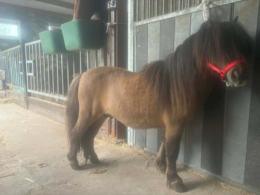 5 jarige hengst met stamboek 80 cm, Dieren en Toebehoren, Pony's, Hengst