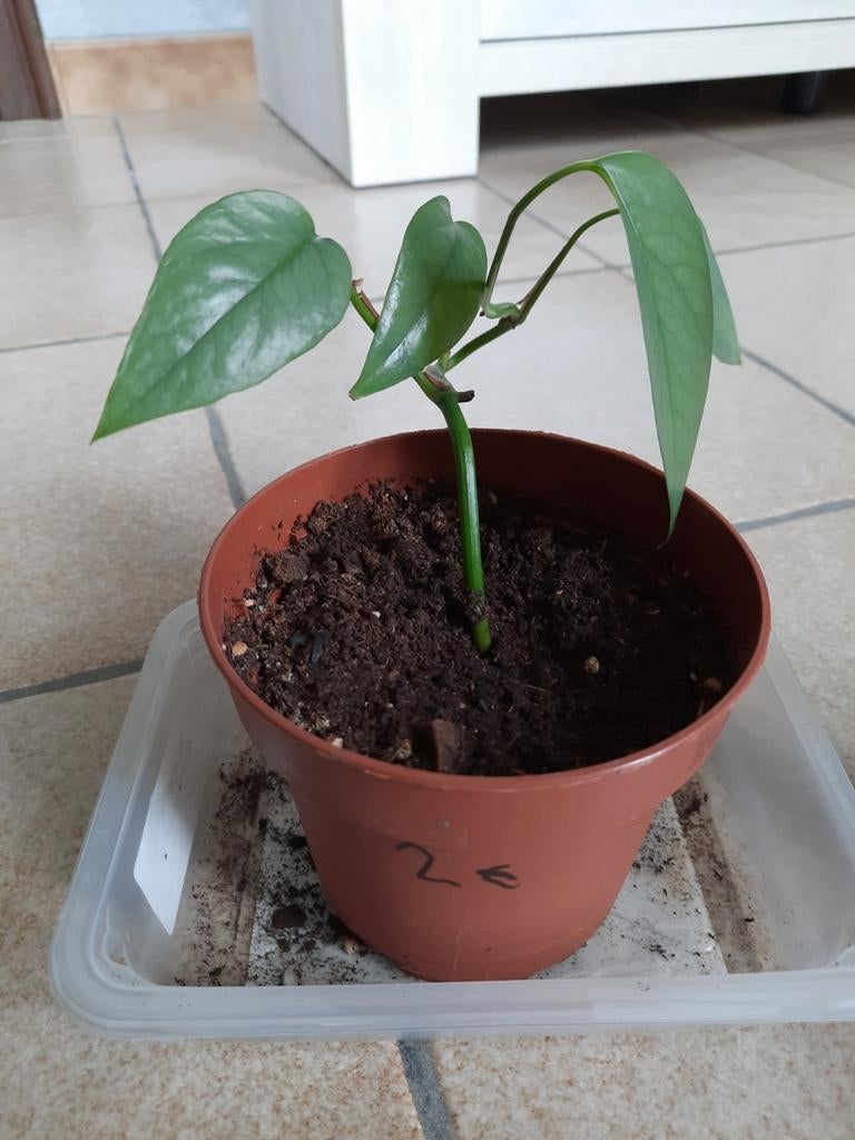 Epipremnum cebu blue stekje, Huis en Inrichting, Kamerplanten, Ophalen, Overige soorten, Halfschaduw, In pot