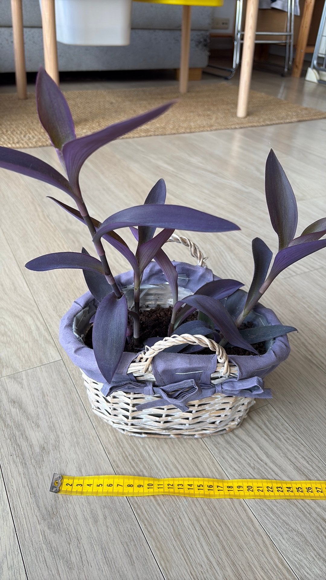 Plantes Madje med Tradescantia Pallida, Autres espèces, En pot, Enlèvement ou Envoi, Plante à fleurs
