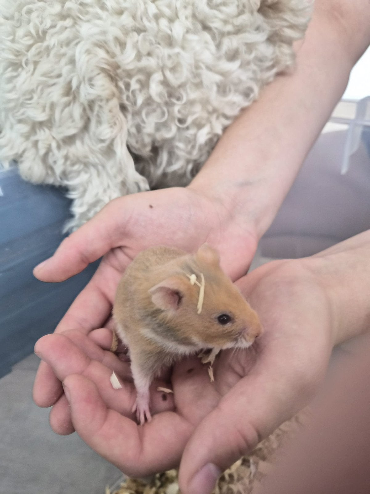 Goudhamster vrouwtje, Hamster, April, Vrouwelijk, Tam