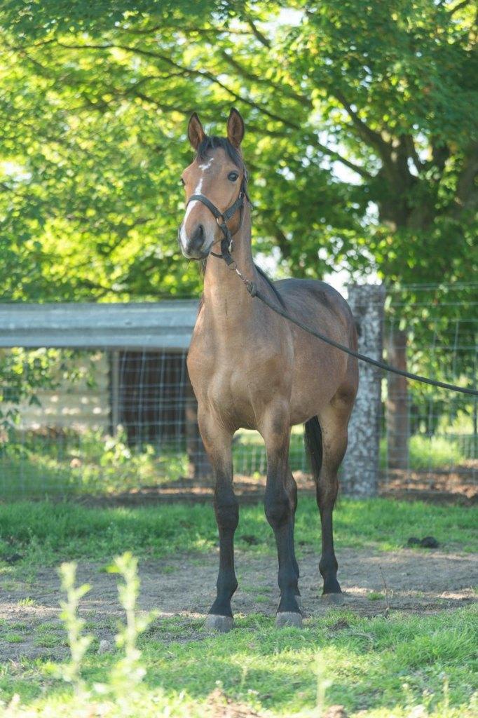 1 jaarling D pony, Vermifugé, Poney D (1.37 m à 1.48m), Étalon, 0 à 2 ans