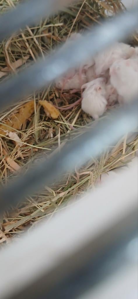 Witte muisjes, Dieren en Toebehoren, Ophalen