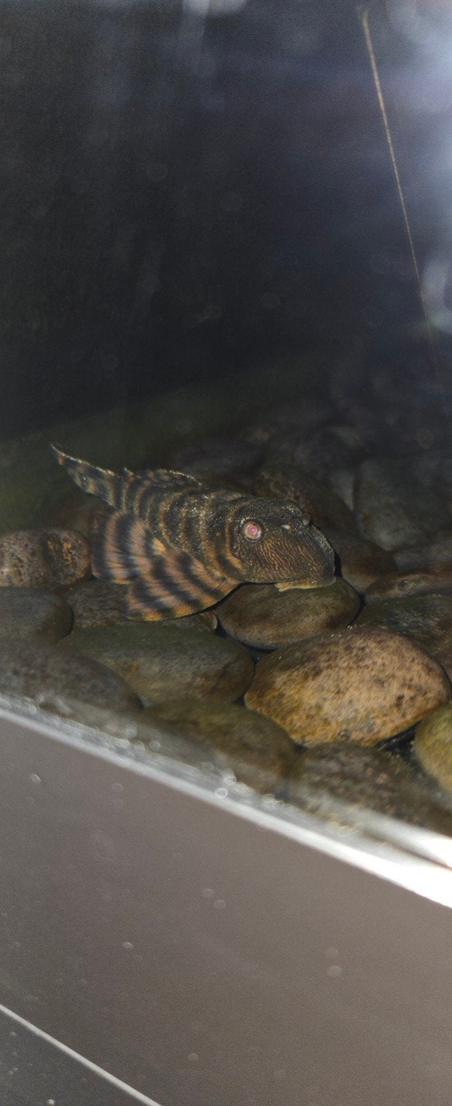 L397 tiger pleco +-6a7cm  2 stuks beschikbaar, Animaux & Accessoires