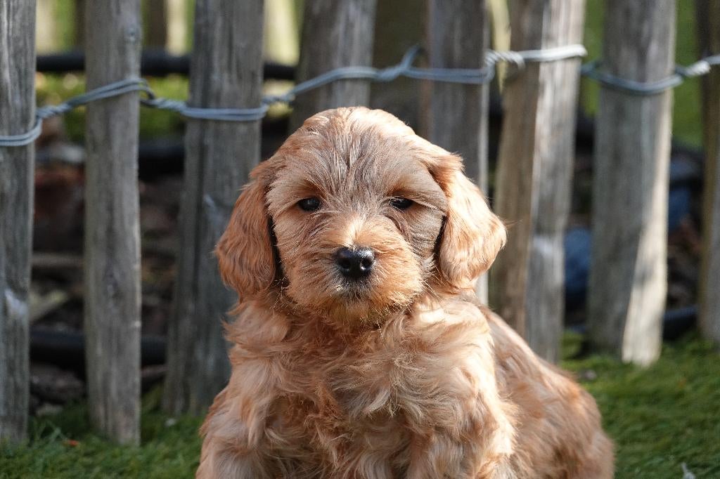 Mini Labradoodle pups (met stamboom), Parvo, België, Overige rassen, 8 tot 15 weken