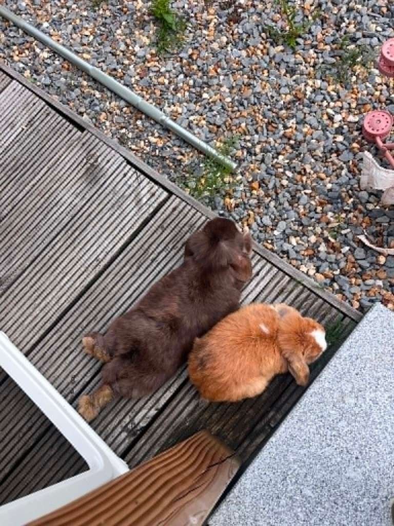 dwergkonijnen te koop, Femelle, Petit, 0 à 2 ans