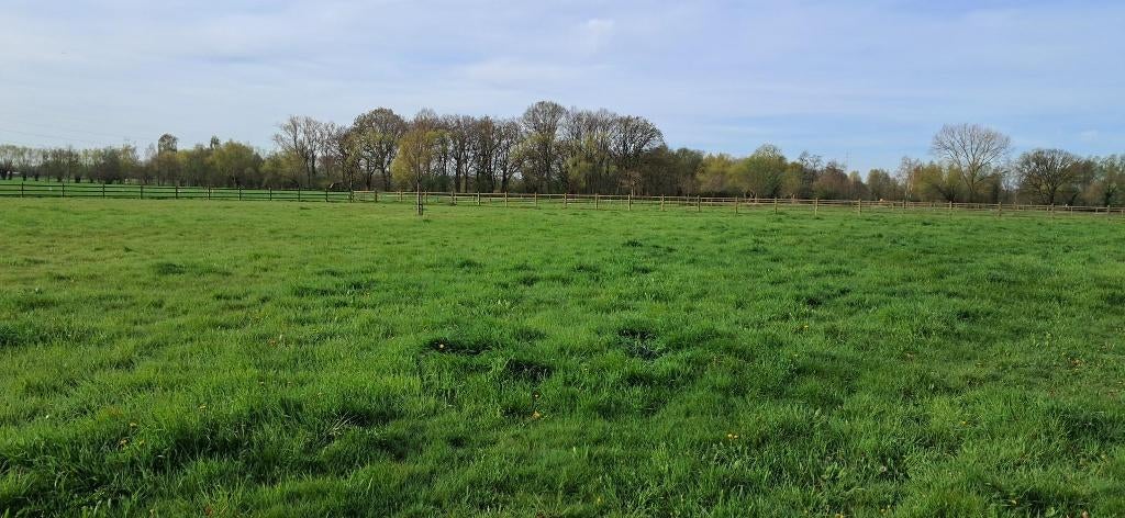 Mooi omheinde weide met schuilhok te huur, Pâturage, 2 ou 3 chevaux ou poneys