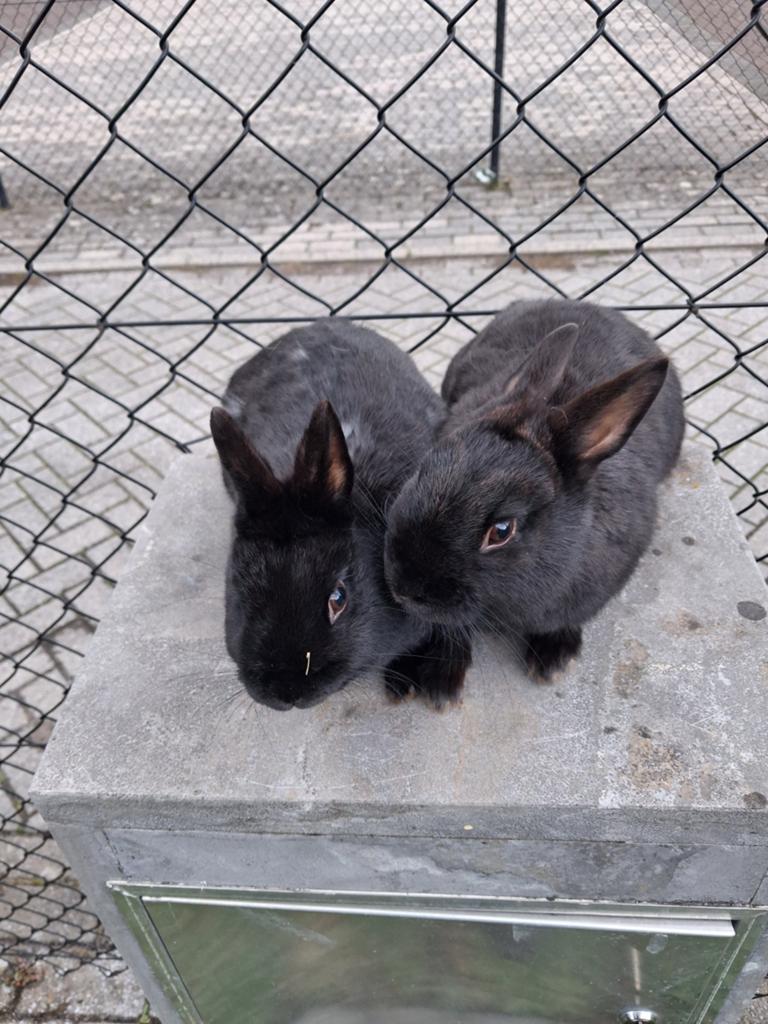 Koppel dwerg vlinders zes maanden voedster en ram 15 € kopel, Dieren en Toebehoren, Konijnen, Dwerg