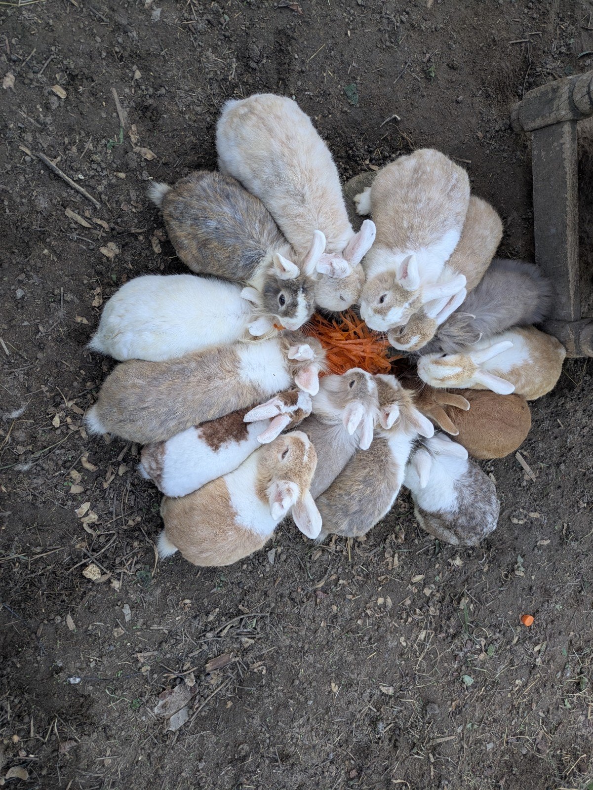 Konijnen, Dieren en Toebehoren