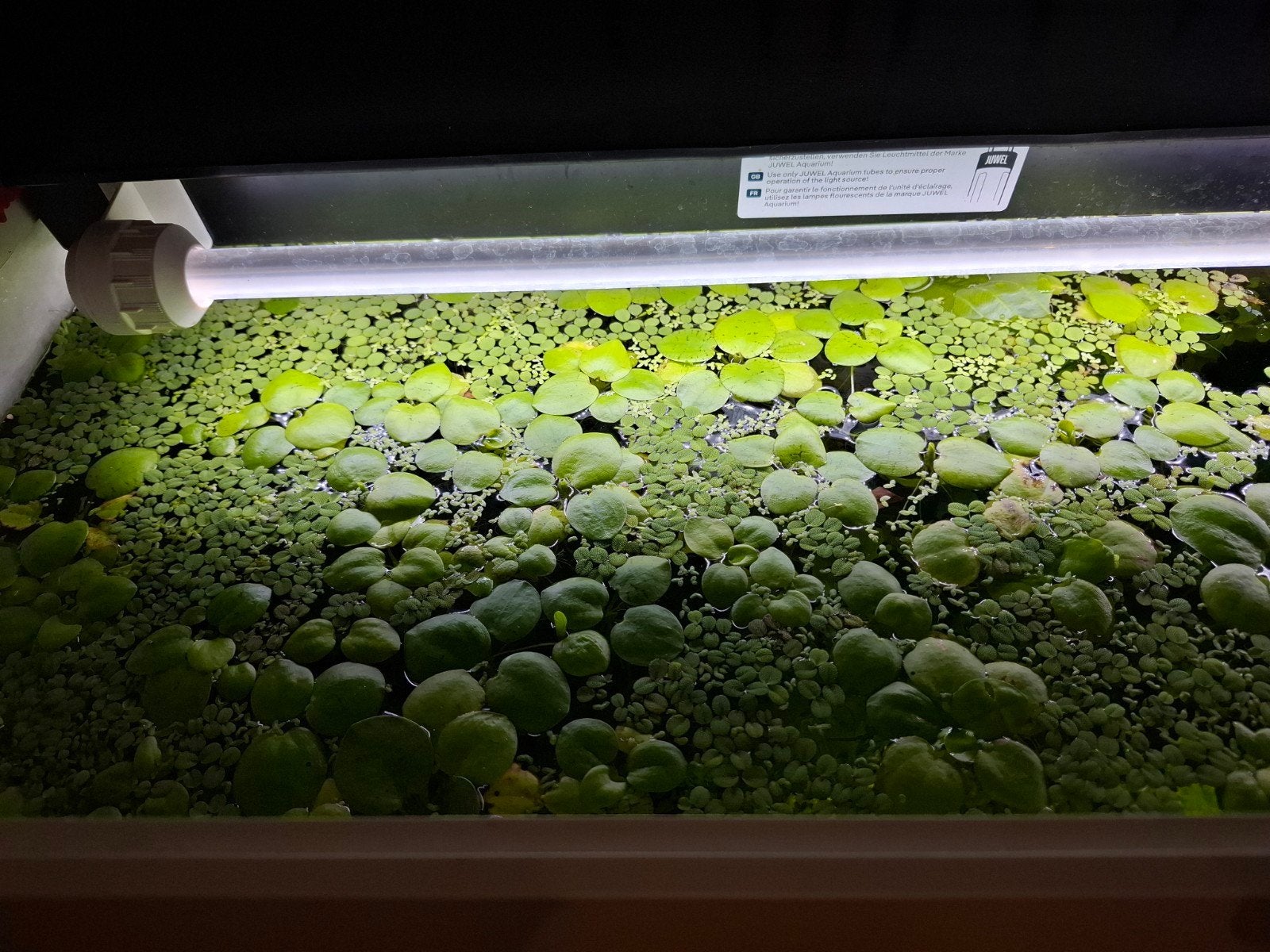 A DONNER plantes flottantes, Animaux & Accessoires, Enlèvement, Utilisé, Plante(s), Pierre ou Bois