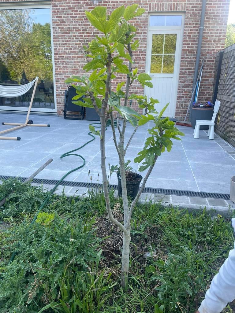 Vijgenboom Panaché, Tuin en Terras, Ophalen, Overige soorten, 100 tot 250 cm