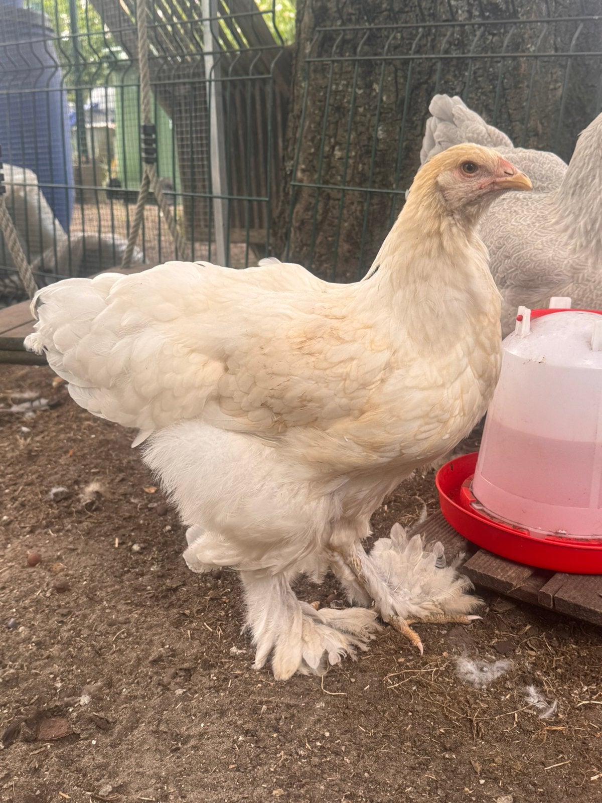Brahma hennen, Dieren en Toebehoren, Pluimvee, Vrouwelijk, Kip