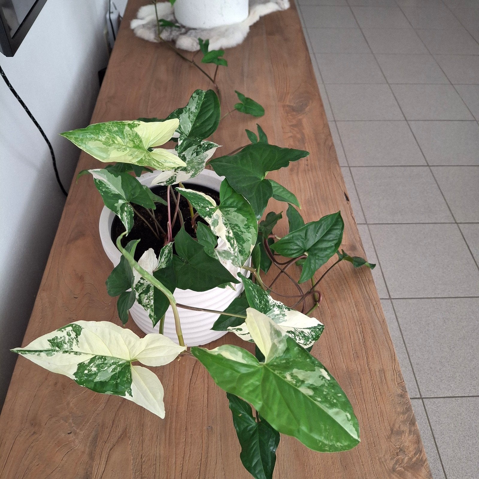 Syngonium Albo Panaché, Enlèvement