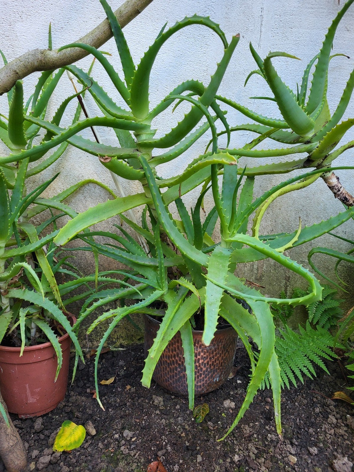 aloe vera  15 à 30€, Enlèvement ou Envoi