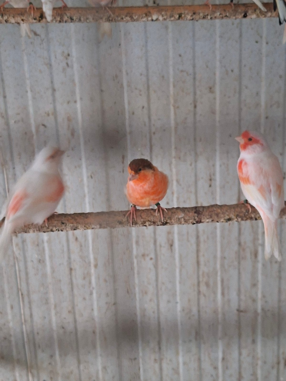 kanaries rood mozaik  jonge vogels 20euro  stuk, Dieren en Toebehoren