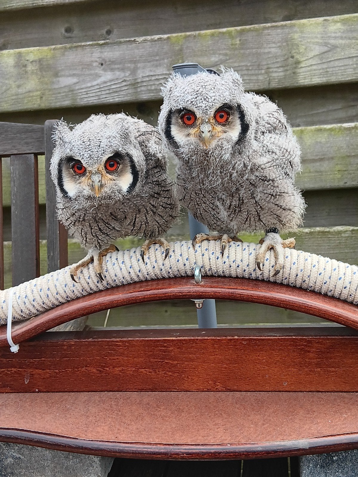 witwangdwergooruiltjes, Dieren en Toebehoren, Geslacht onbekend, Roofvogel, Geringd