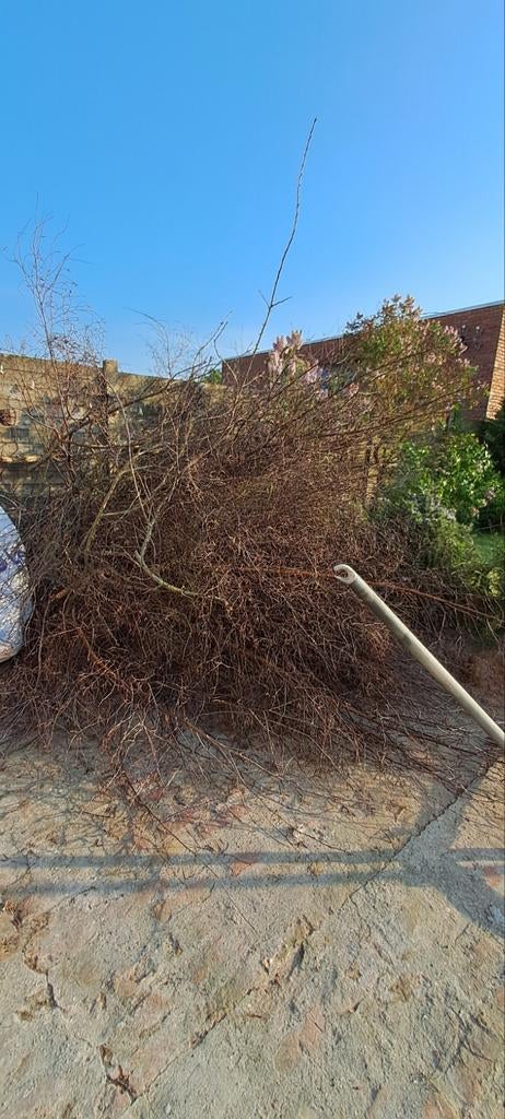 Snoeihout gratis, Enlèvement