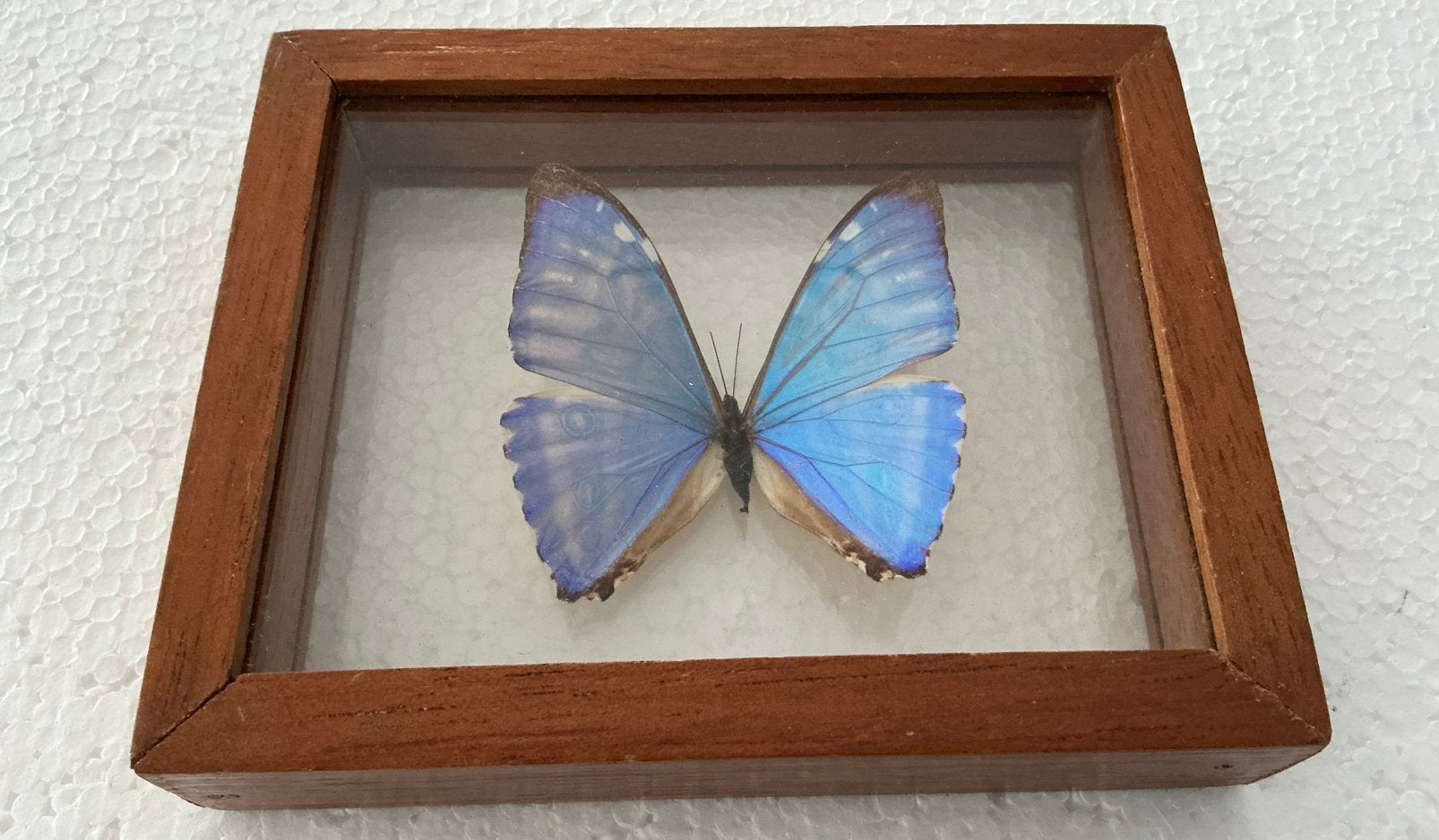 Prachtige MORPHO zepherytis in lijst dubbel glas, Enlèvement, Comme neuf, Verre