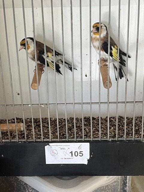 Major putters, Dieren en Toebehoren, Meerdere dieren, Wildzangvogel, Geringd