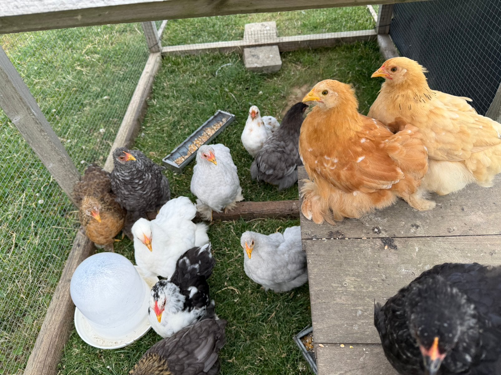 Cochinkriel hennetjes, Dieren en Toebehoren