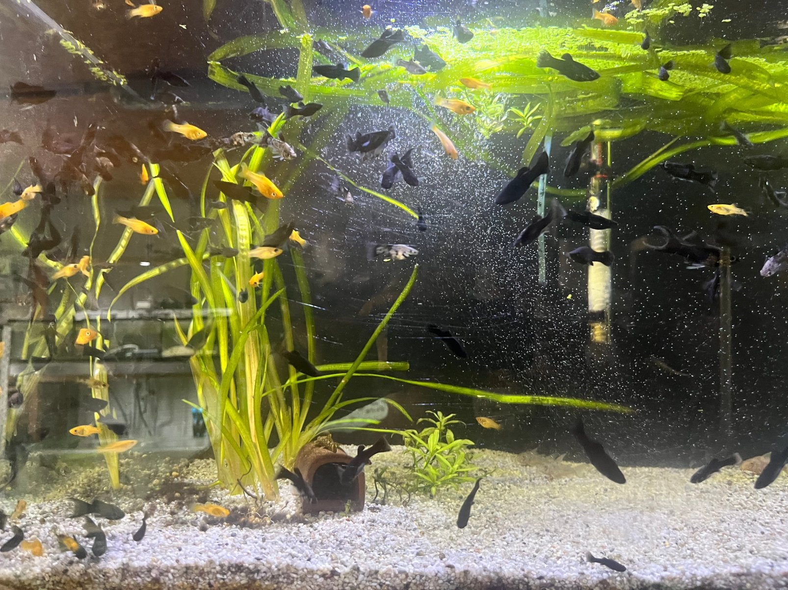 Poissons tropicaux, Animaux & Accessoires